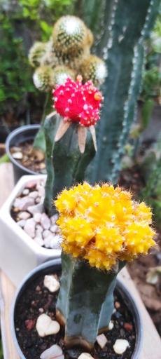 عکس گل وگیاه محمد