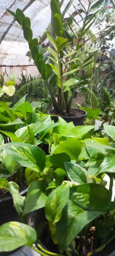 عکس گل وگیاه محمد