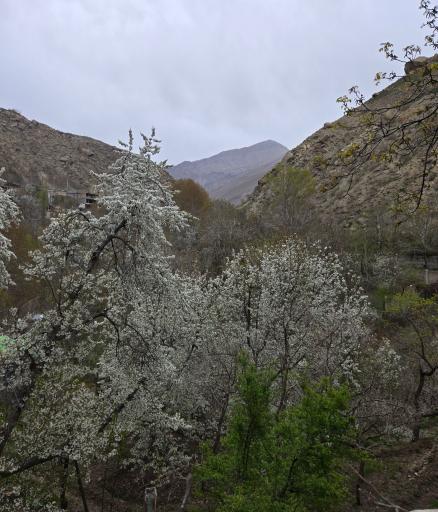 عکس سولقان