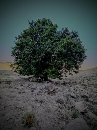 عکس خضری دشت بیاض