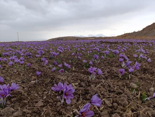 عکس خضری دشت بیاض
