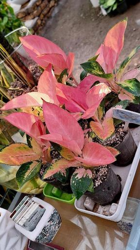 عکس گلخانه موسوی