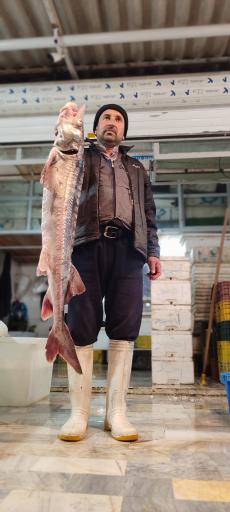 عکس ماهی فروشی دنیز