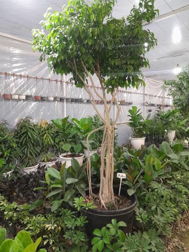 عکس گلخانه موسوی