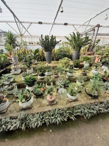 عکس گلخانه موسوی