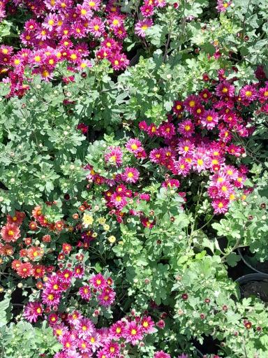 عکس گلخانه و گلفروشی موسوی