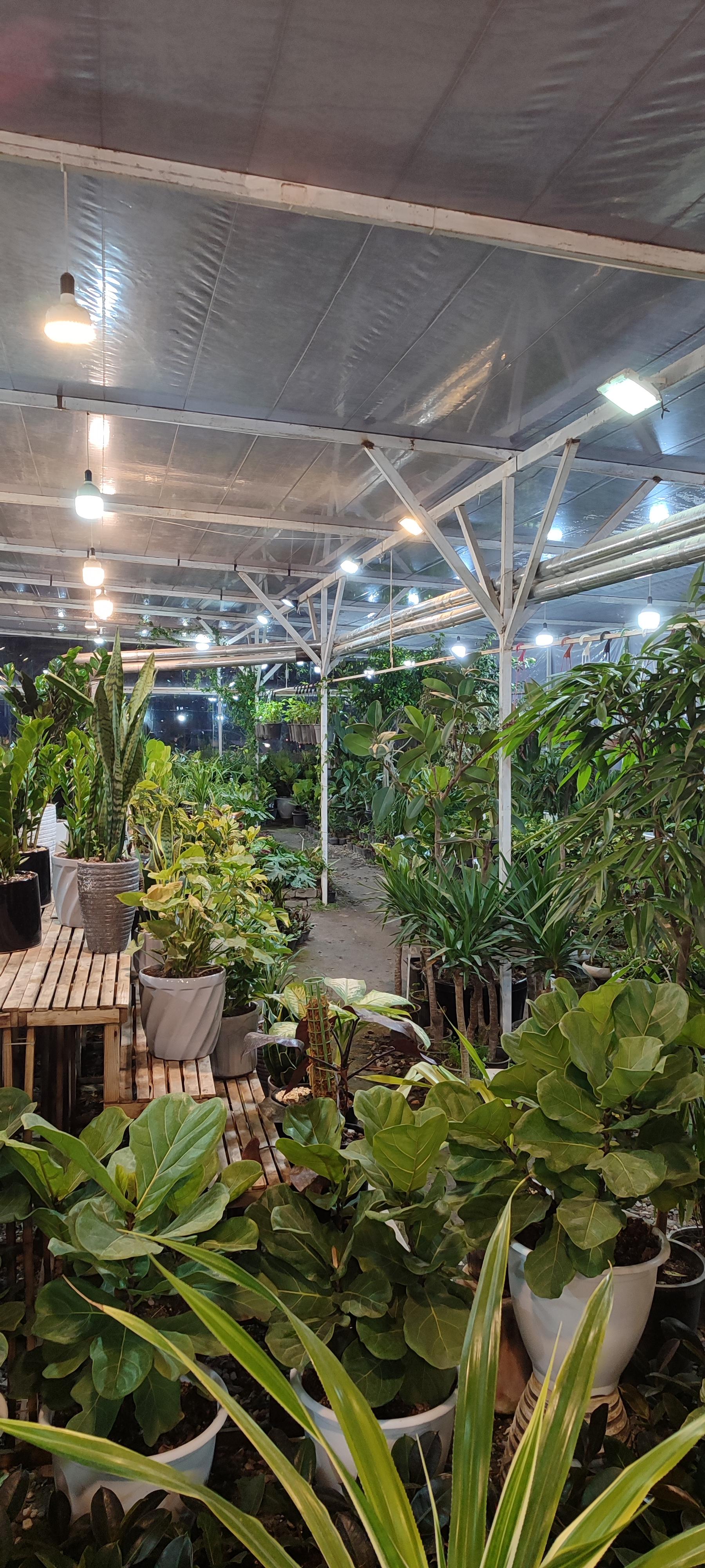 عکس گلخانه موسوی