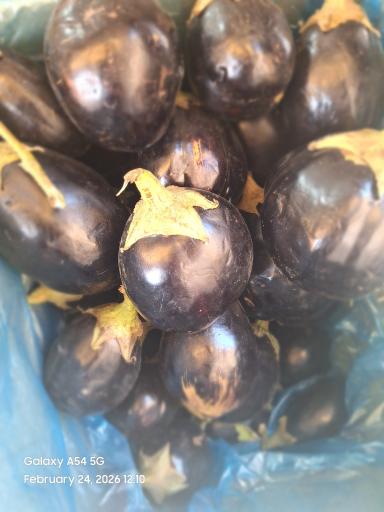 عکس میوه سرای رز