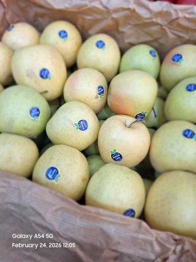 عکس میوه سرای رز