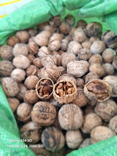 عکس میوه سرای رز