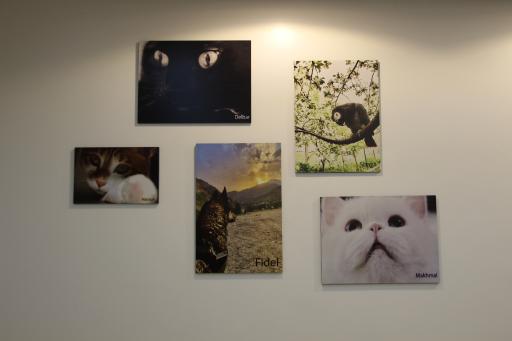 عکس کلینیک دامپزشکی ساقدوش 