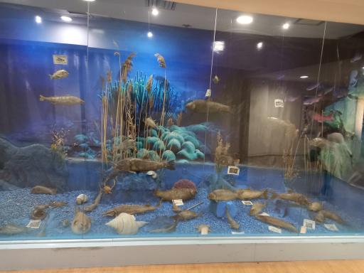 عکس موزه تاریخ طبیعی