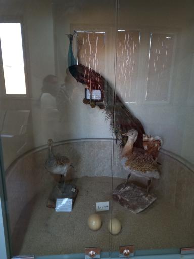 عکس موزه تاریخ طبیعی