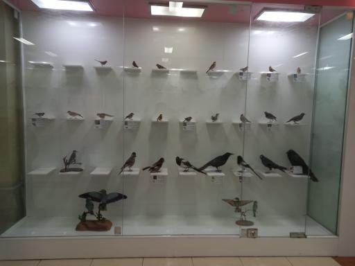 عکس موزه تاریخ طبیعی