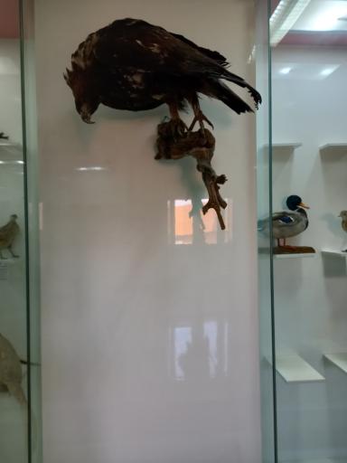 عکس موزه تاریخ طبیعی