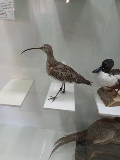 عکس موزه تاریخ طبیعی