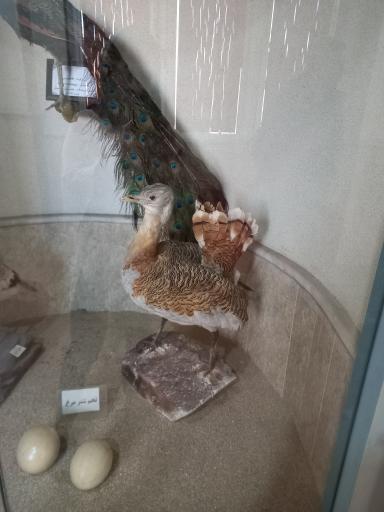 عکس موزه تاریخ طبیعی