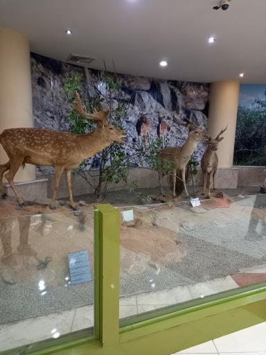 عکس موزه تاریخ طبیعی