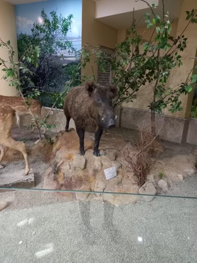 عکس موزه تاریخ طبیعی