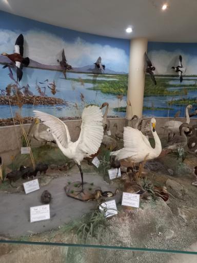 عکس موزه تاریخ طبیعی