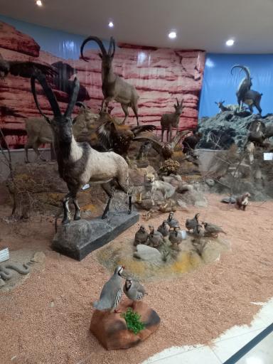 عکس موزه تاریخ طبیعی