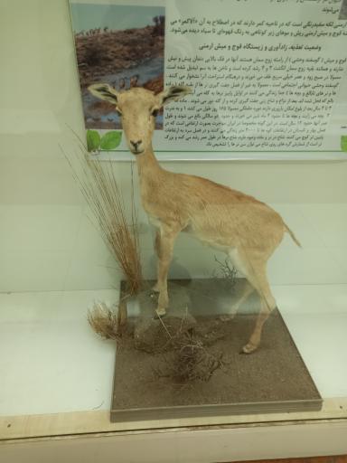 عکس موزه تاریخ طبیعی