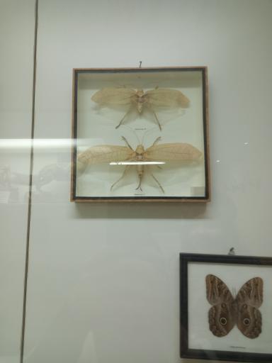 عکس موزه تاریخ طبیعی