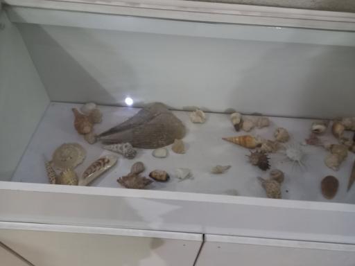 عکس موزه تاریخ طبیعی