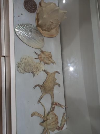 عکس موزه تاریخ طبیعی