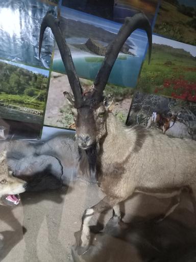 عکس موزه تاریخ طبیعی