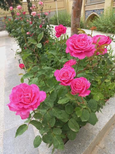 عکس حوزه علمیه امام صادق (ع)