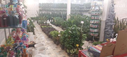 عکس گل و گیاه لیلیوم