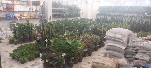 گل و گیاه لیلیوم