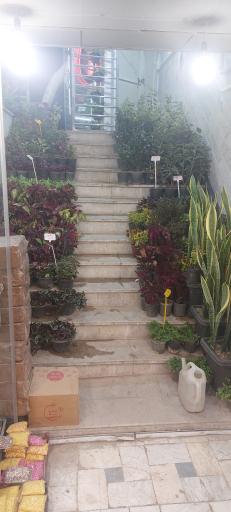 گل و گیاه لیلیوم