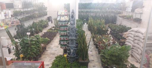 گل و گیاه لیلیوم