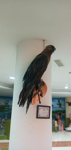 عکس موزه تاریخ طبیعی