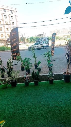 عکس گل و کاکتوس اکبری