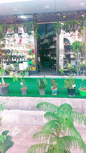 عکس گل و کاکتوس اکبری