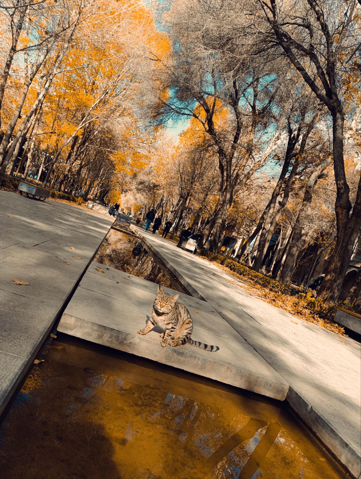 عکس چهار باغ عباسی