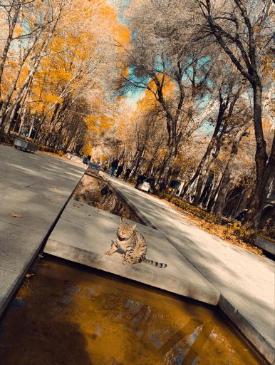 عکس چهار باغ عباسی