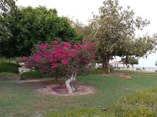 عکس بوستان ساحلی ریشهر