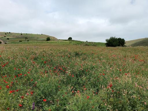 عکس کردکندی
