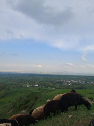 عکس کردکندی