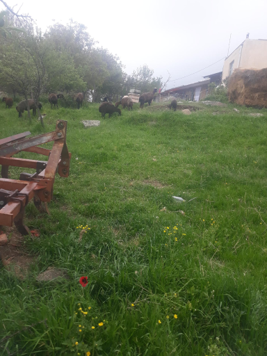عکس کردکندی