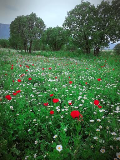 عکس کردکندی