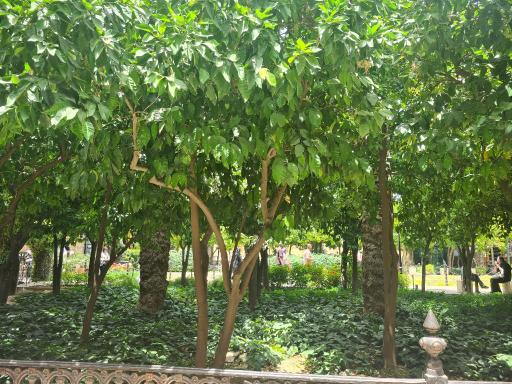 عکس باغ موزه نارنجستان قوام