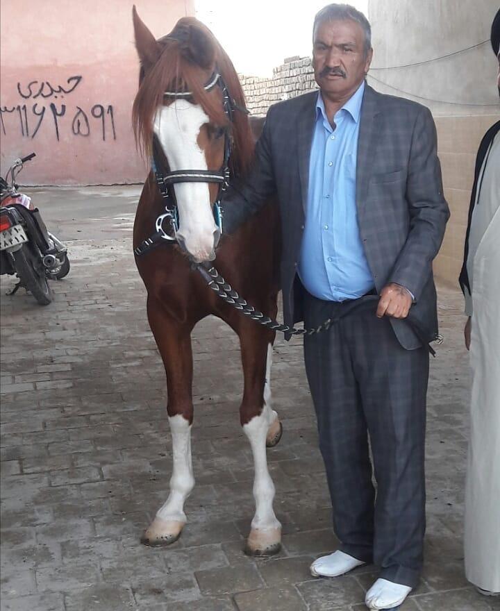 عکس مجموعه پرورش اسب اقبال رهنان