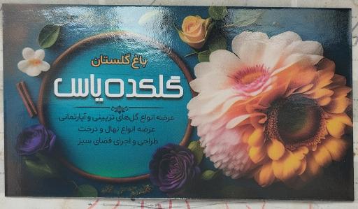 گلکده یاس