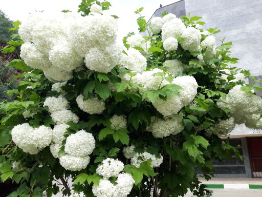 عکس پژوهشکده سبزی و صیفی