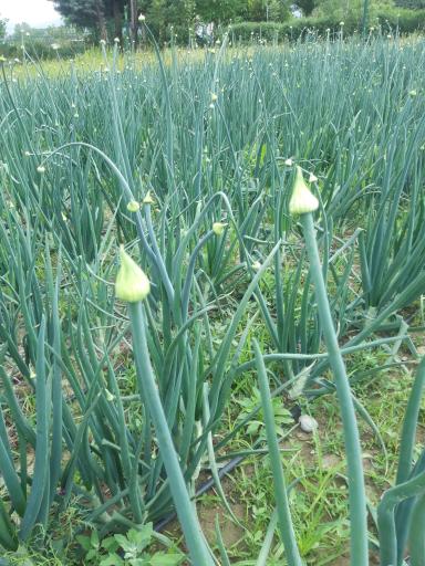 عکس پژوهشکده سبزی و صیفی